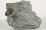 Enrolled Flexicalymene Trilobite In Shale - Mt. Orab, Ohio - #201076-1